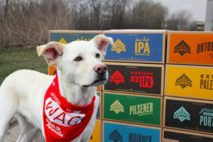 Ernie with Animal Humane Society Walk For Animals Bandana