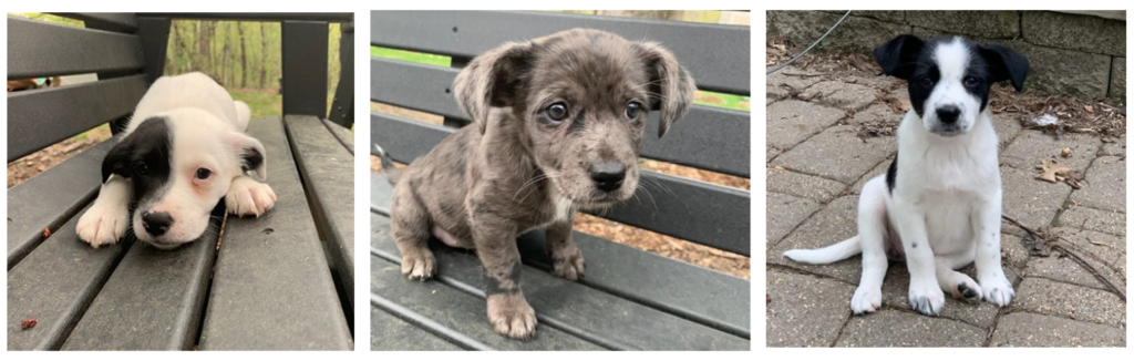 Photos of puppies for Summit Brewing Co. & Secondhand Hounds' Puppy Party May 21, 2022